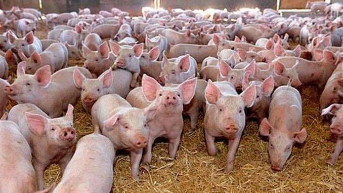 ferma de porci