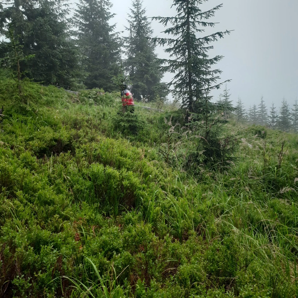 Familie cu cinci copii rătăcită pe un drum forestier, după ce au urmat indicaţiile sistemului de navigație