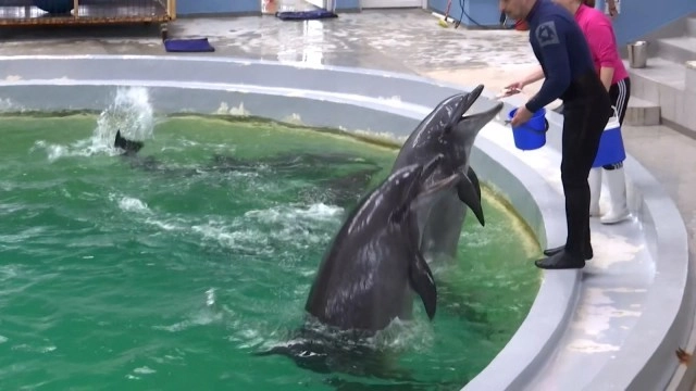 Delfinariul din Constanţa va primi cinci delfini din Malta: Când vor ajunge în România