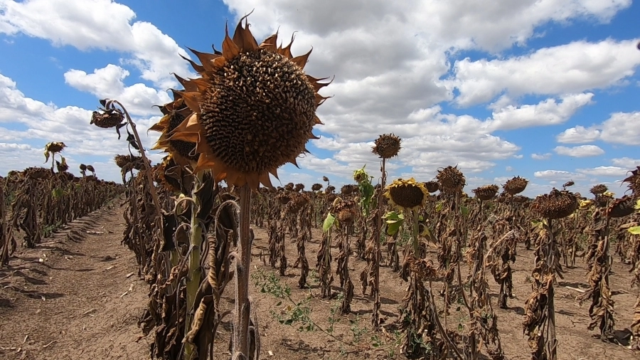 Seceta afectează 4,6 milioane de persoane în Somalia (ONU)