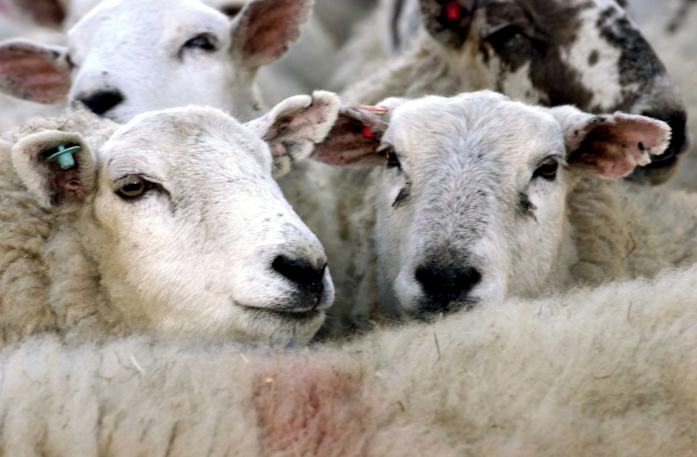 Relații comerciale în creștere: România și Algeria stabilesc noi pași pentru exportul de ovine