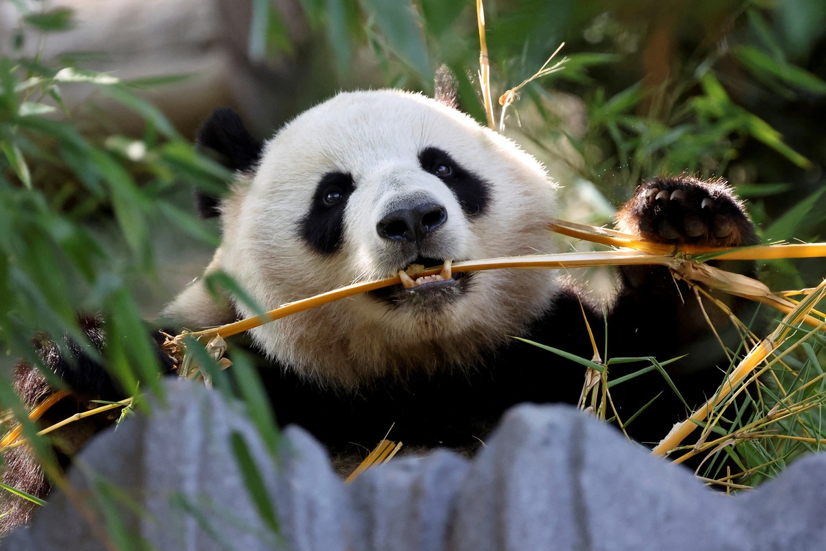 China va trimite panda uriaşi în Franţa până la începutul lui 2027