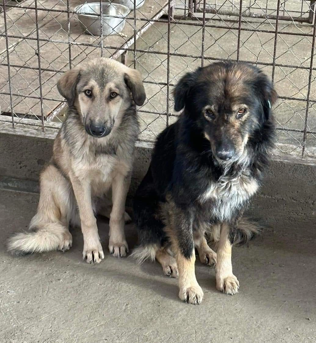 Verificări la un adăpost de câini, după ce au apărut imagini cu animale neglijate, condiții improprii și pui de căței ținuți lângă un pitbull