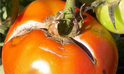 content-image