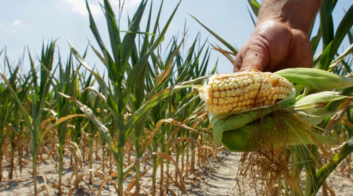 Veste bună pentru culturile de porumb și floarea-soarelui: România ia măsuri împotriva unui dăunător periculos