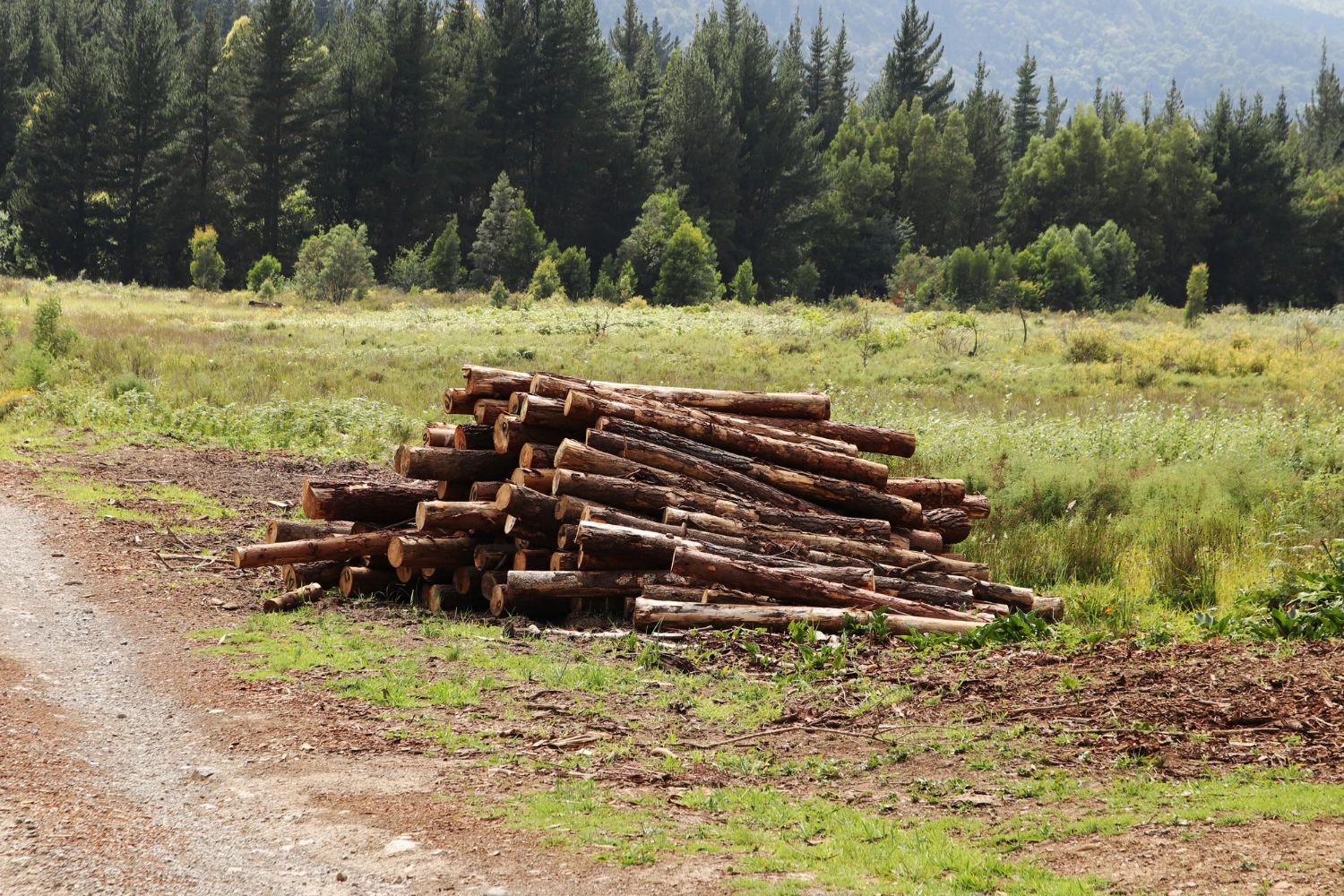 România și-a mărit rezerva de lemn: Creștere de 59 milioane de metri cubi pe an, arată noul Inventar Forestier