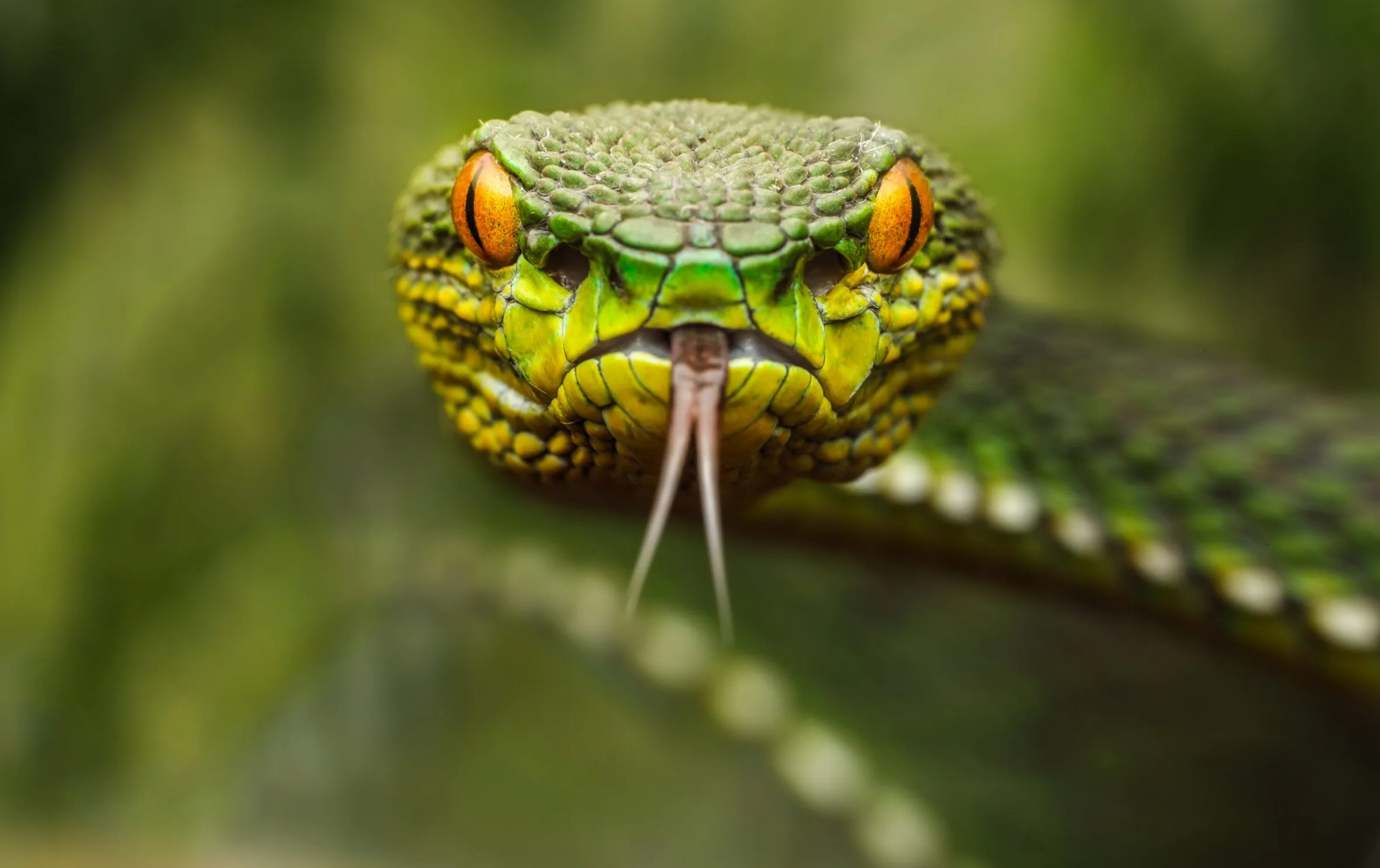 China dezvoltă un sistem de viziune termică 4K inspirat de vederea șerpilor