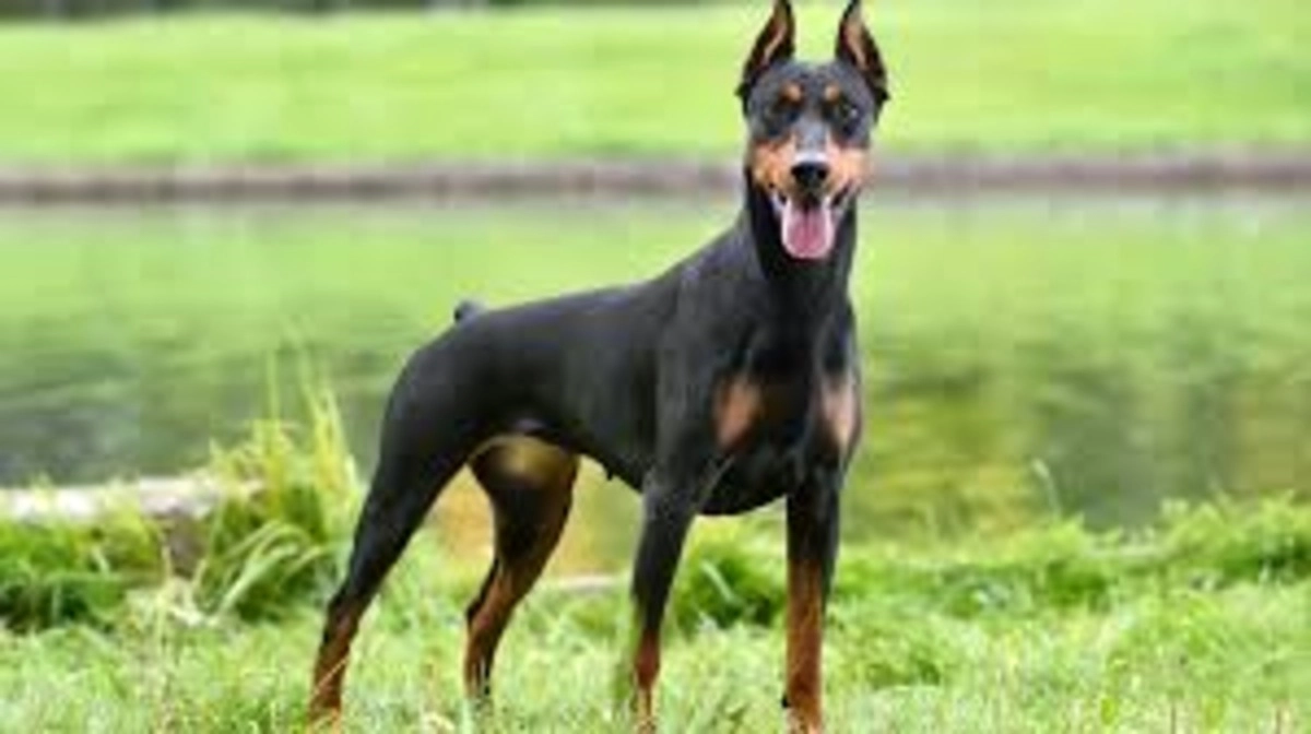 Un doberman pe nume Penny, câştigătorul competiţiei canine Westminster Kennel Club