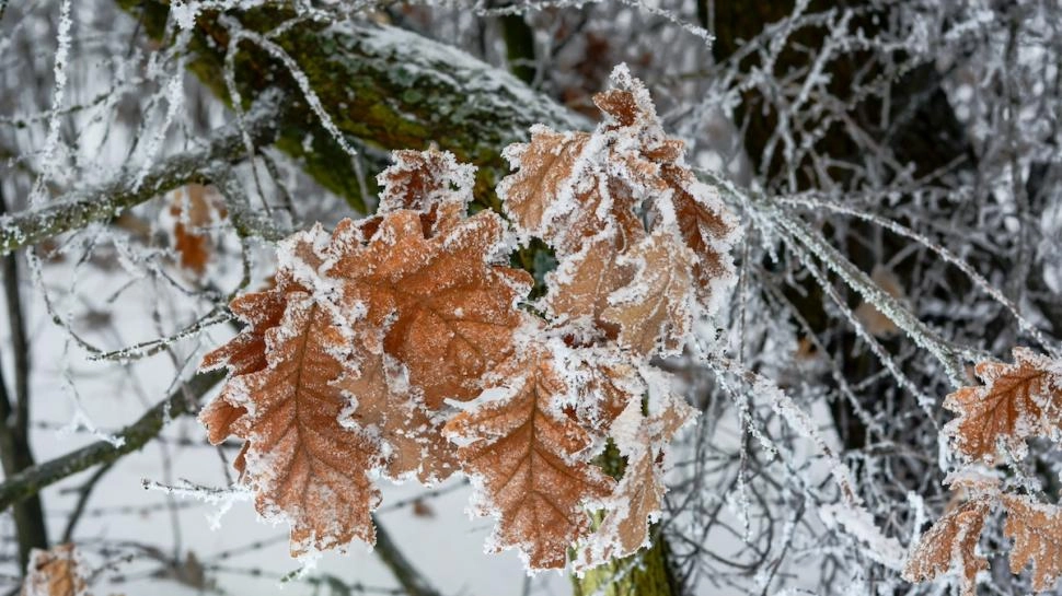 Cea mai scăzută temperatură înregistată în acestă dimineață la o stație meteorologică