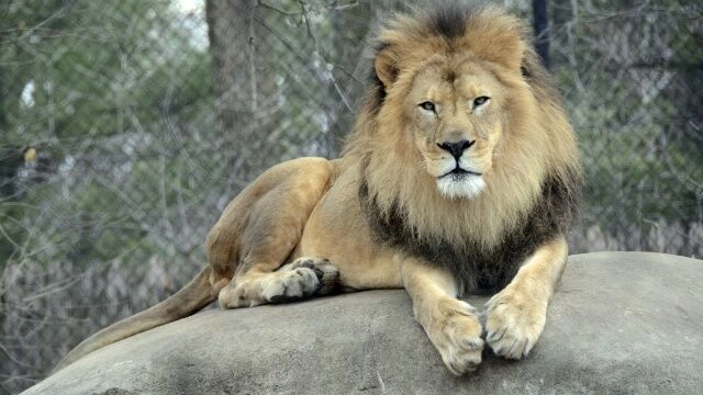 Cinci lei bătrâni dintr-un parc zoologic din Noua Zeelandă, salvaţi de la moarte de un grup de investitori