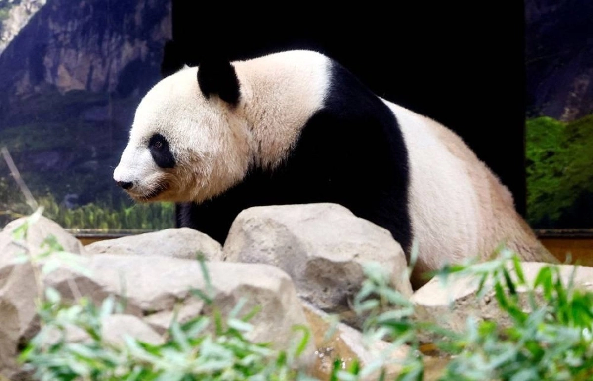 VIDEO Despărțire istorică la Tokyo: Japonia rămâne fără urși panda după 50 de ani - gemenii Xiao Xiao și Lei Lei pleacă în China