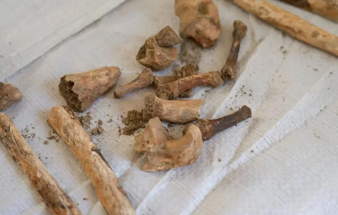 O unealtă din os de elefant, veche de 480.000 de ani, descoperită în Europa