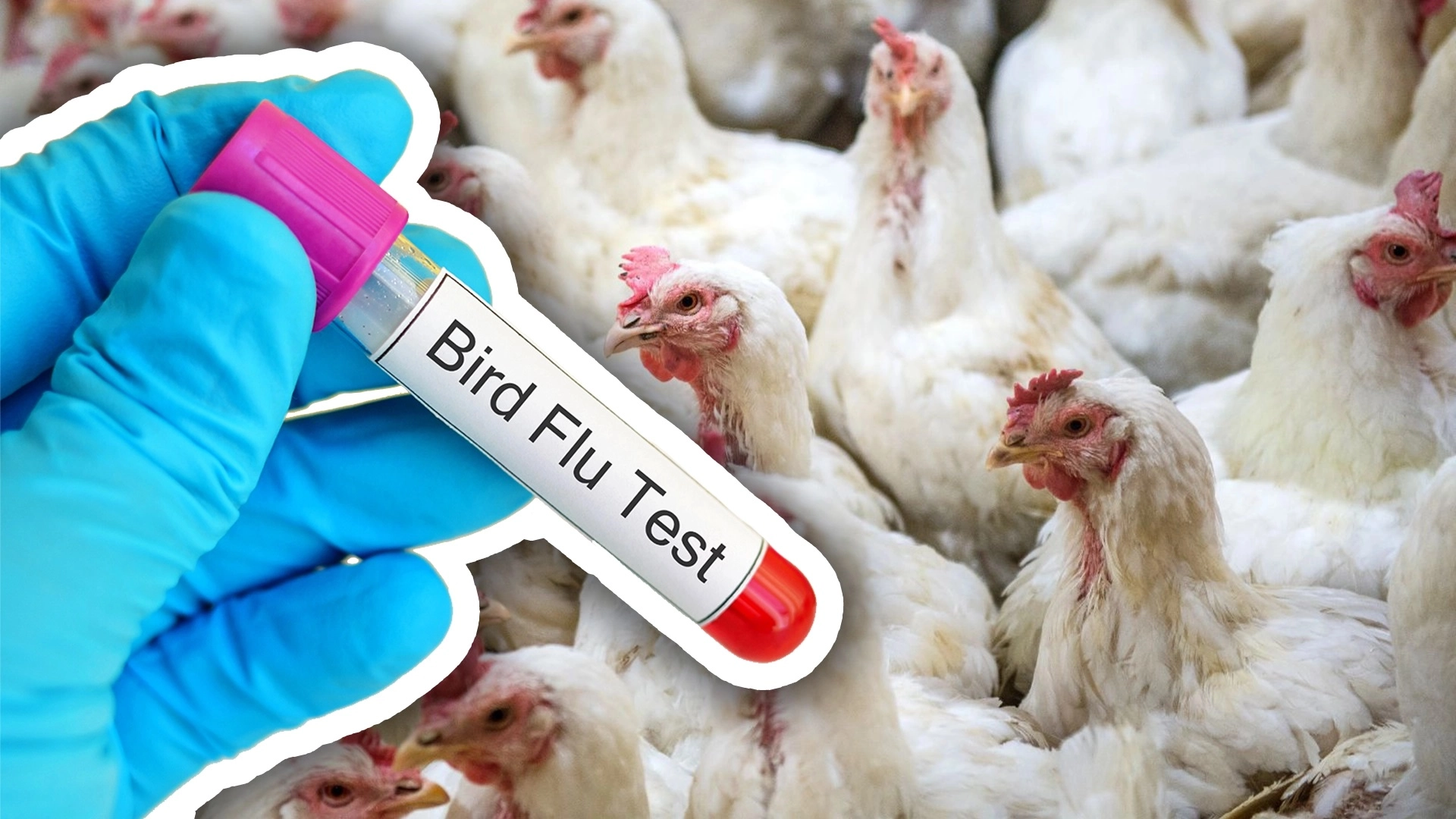 Virusul gripei aviare, confirmat în cazul unor lebede moarte în urmă cu o săptămână