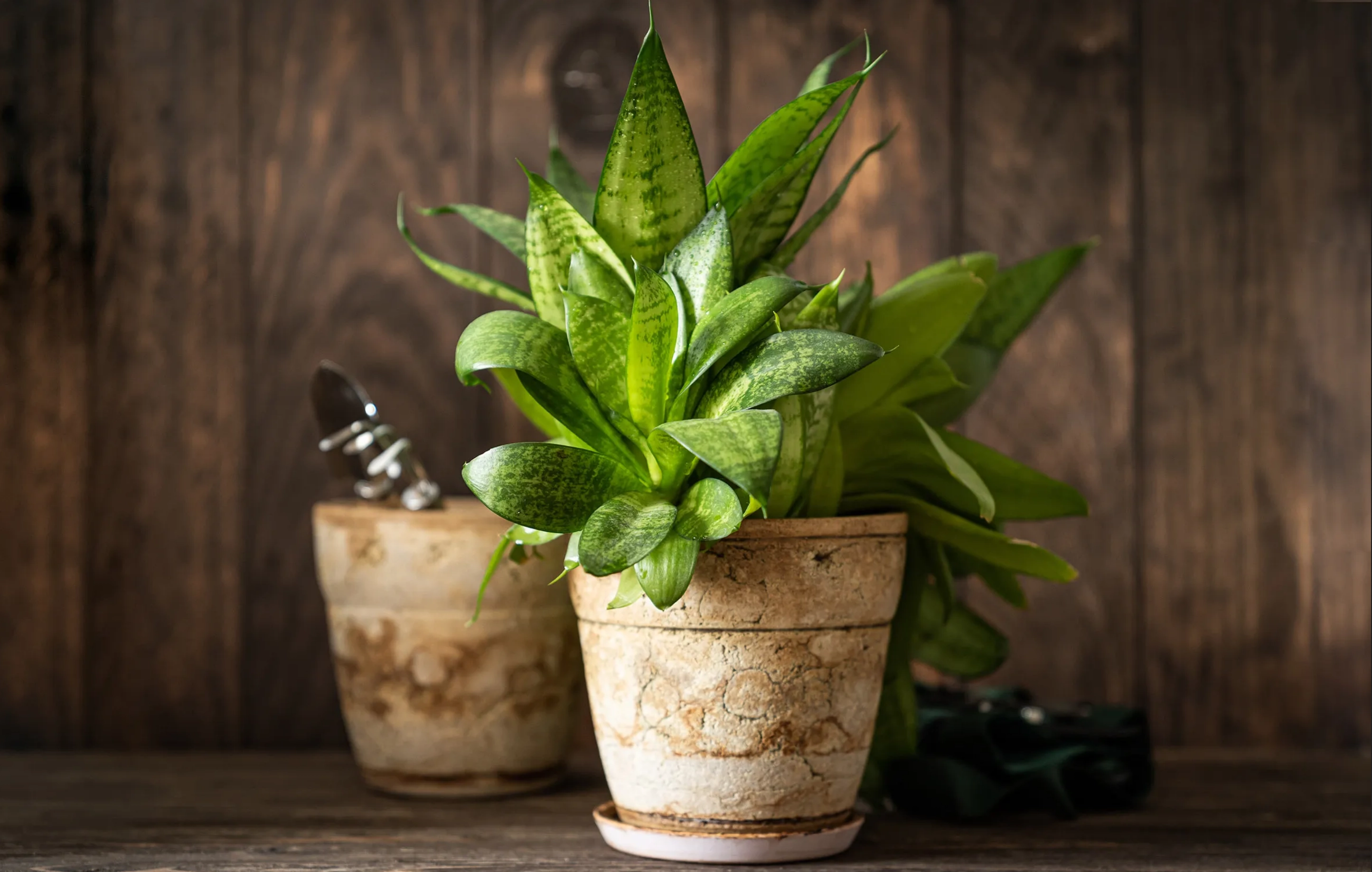 Culturile de apartament pe timp de iarnă pot asigura alimentaţia şi purificarea aerului, consideră BRGV