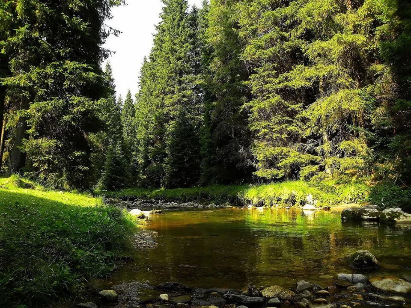 Copiii din jurul Munţilor Făgăraş pot ajunge în Parcul Naţional Pădurile Bavareze prin programul "Adoptă un colţ de natură”