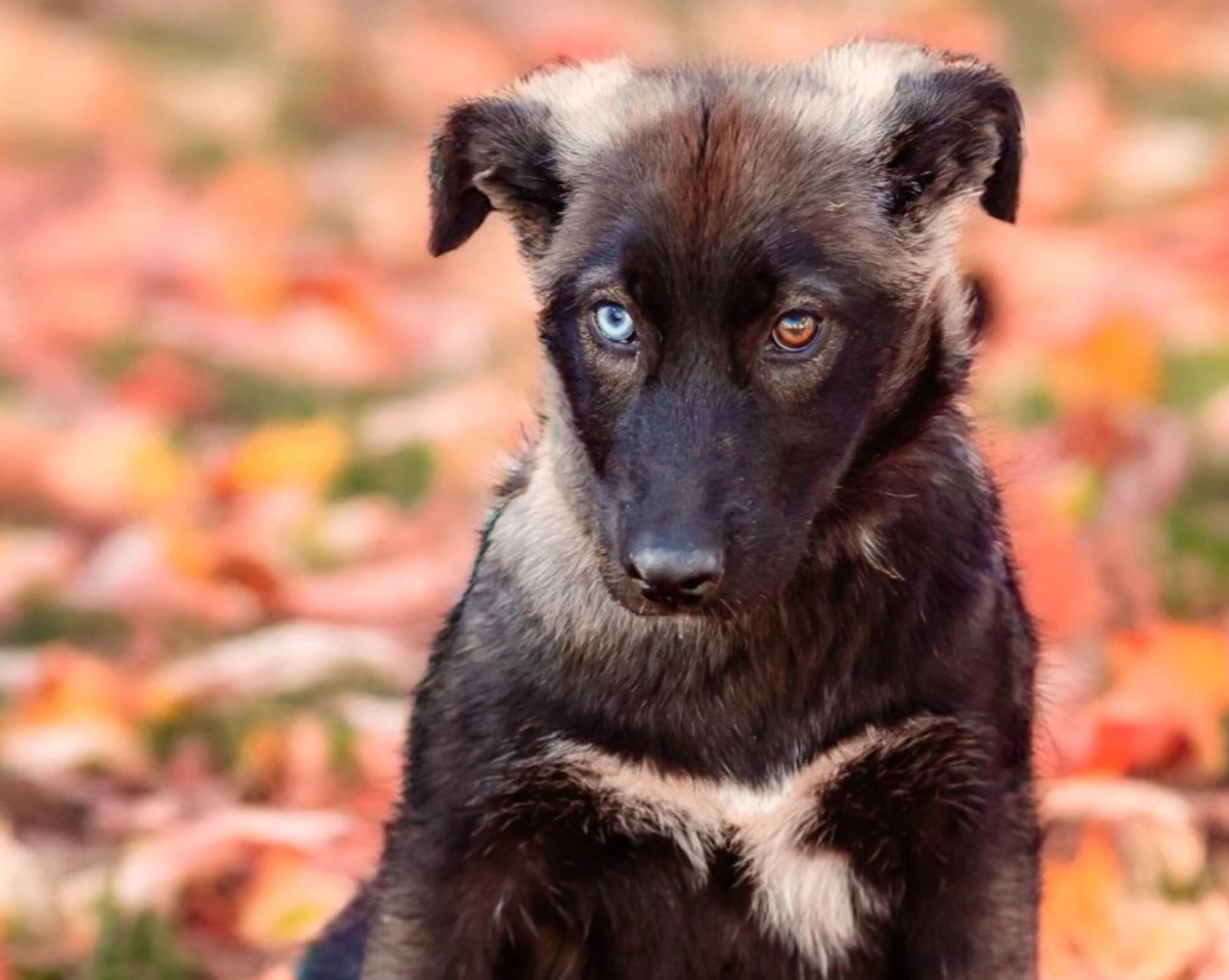 Taxa pe câini în Tirolul de Sud este o pură nebunie, deplânge o asociaţie pentru drepturile animalelor