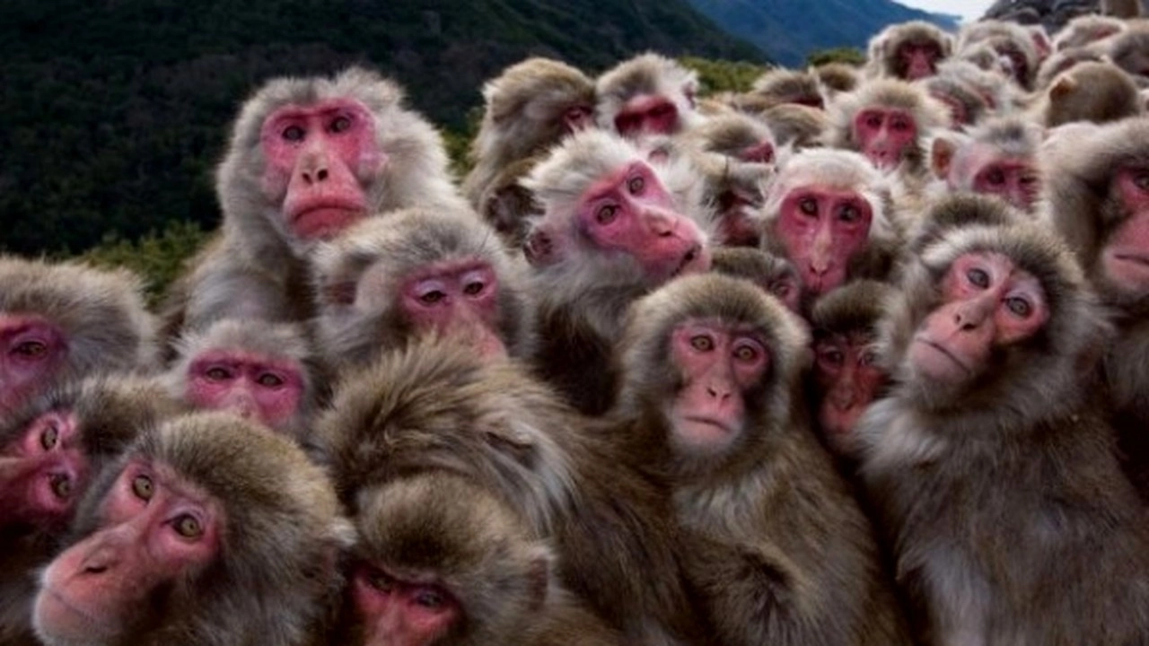 Maimuțe scapate după un accident rutier în Mississippi, ucise din greșeală de poliție: informații că animalele ar fi periculoase și purtătoare de boli infecțioase