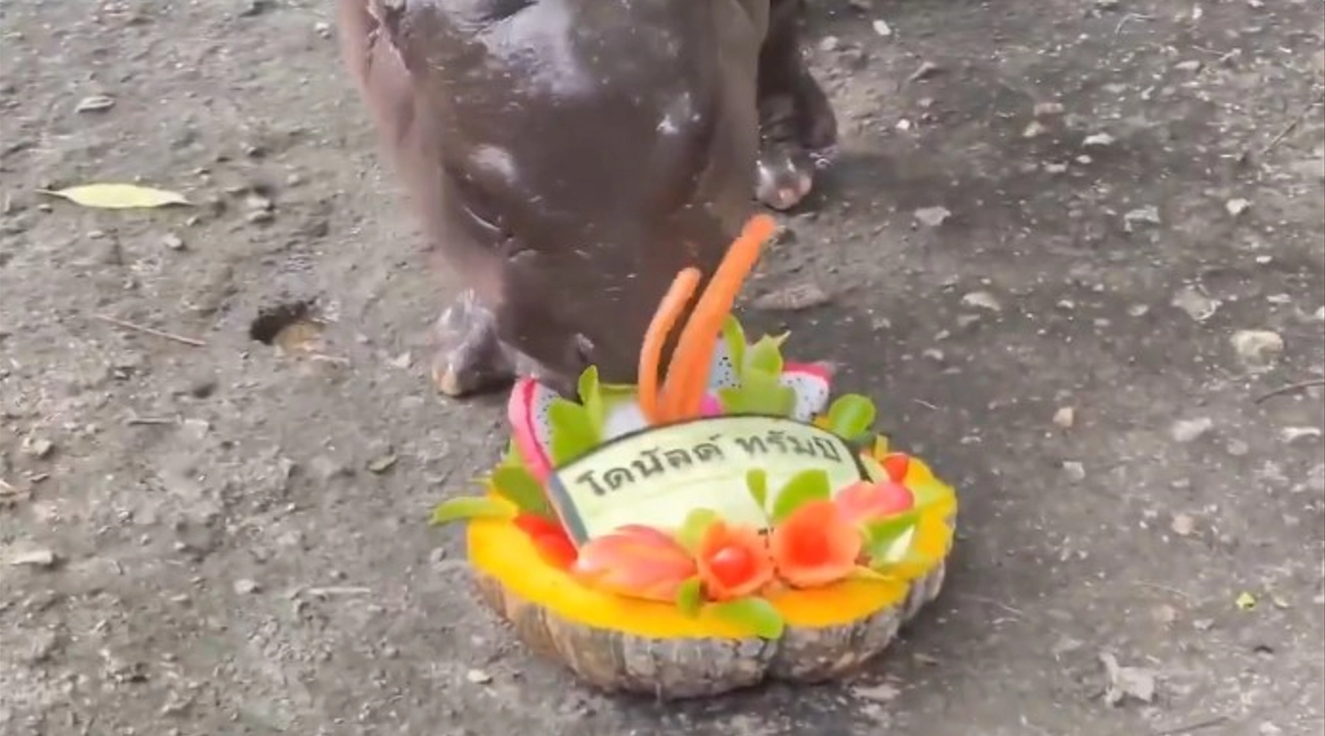 VIDEO Un bărbat a fost arestat după ce a intrat în țarcul unui hipopotam-vedetă din Thailanda