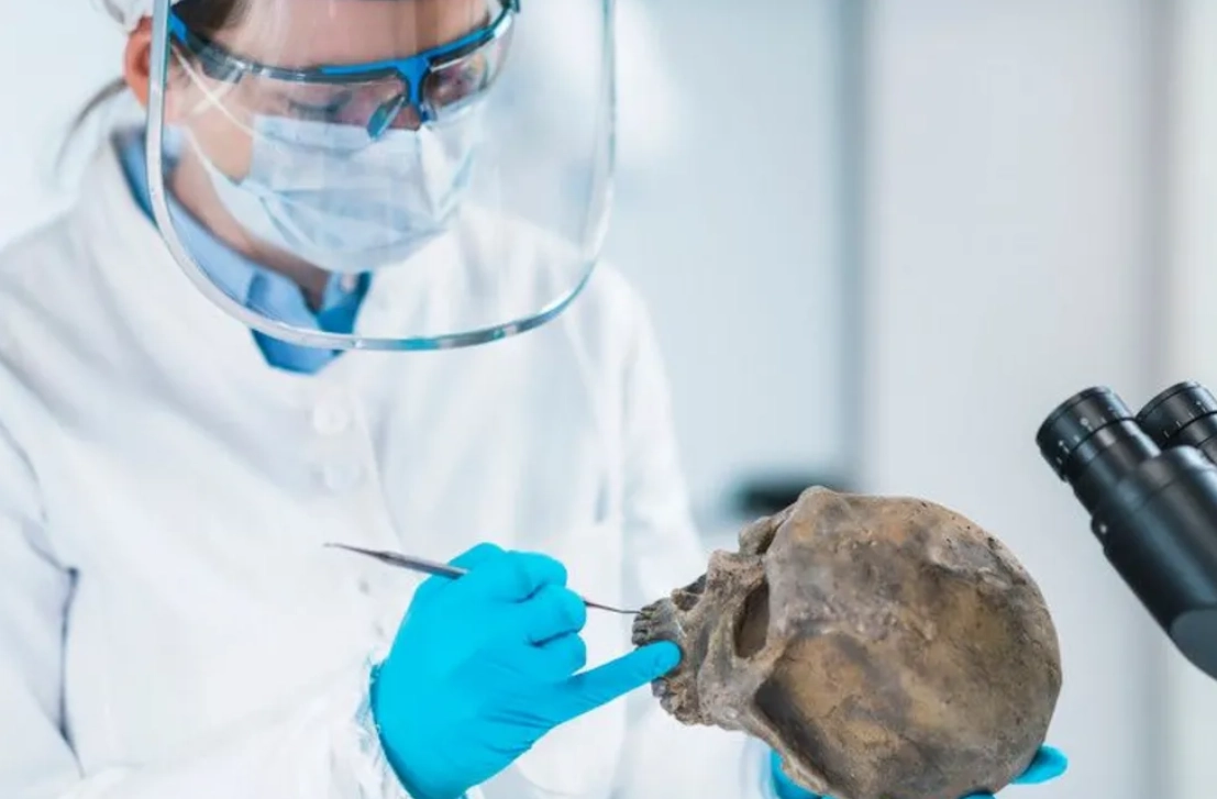 Unic în România: Craniul de 'Mammuthus trogontherii' expus după decenii de restaurare