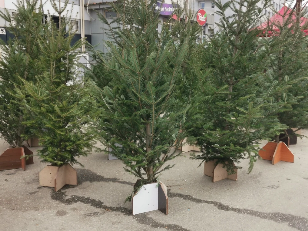 Recoltarea brazilor de Crăciun și decorarea acestora au început în Germania