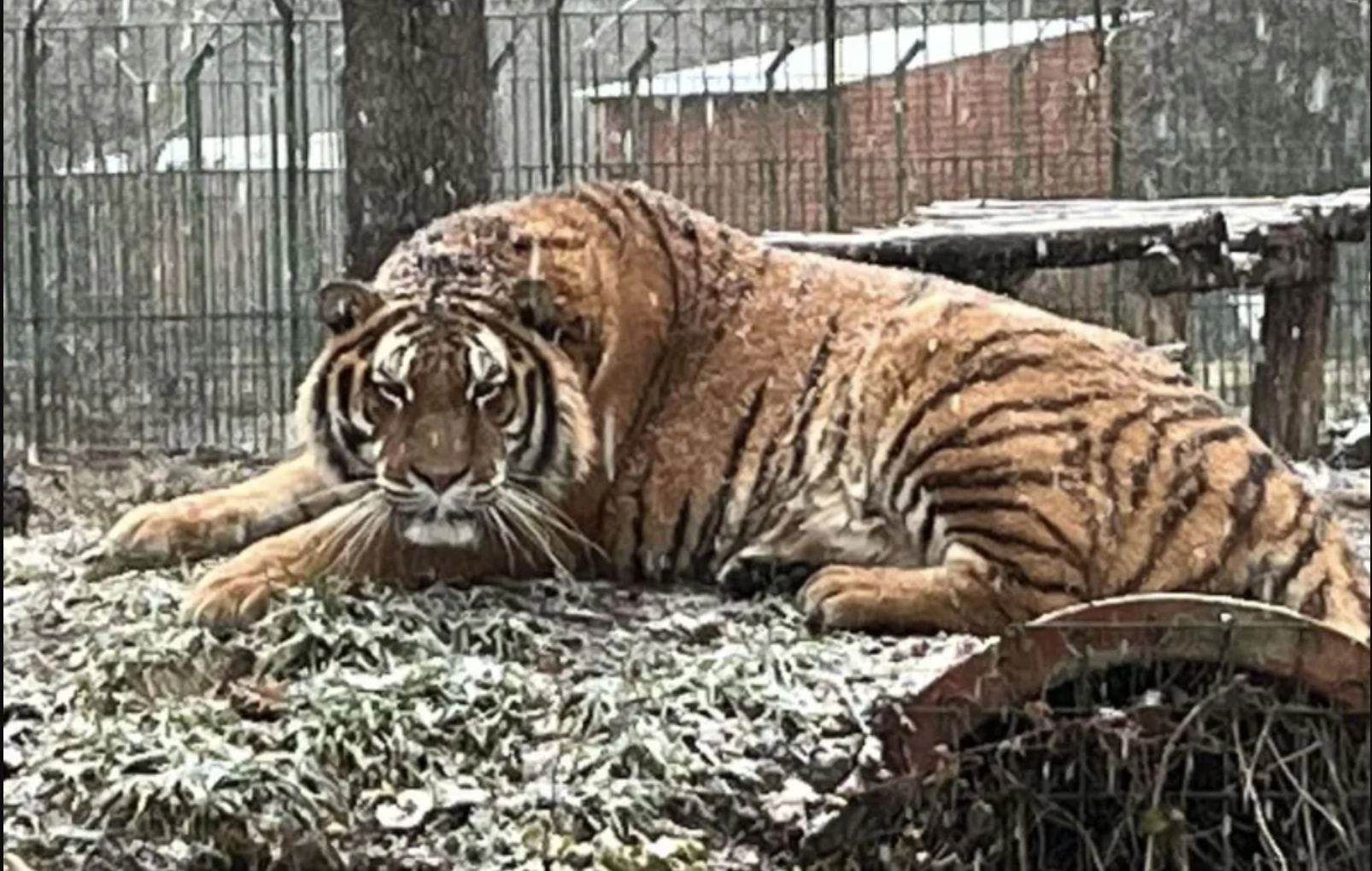 Doi pui de tigru bengalez de la o grădină zoologică au murit din cauza unui virus