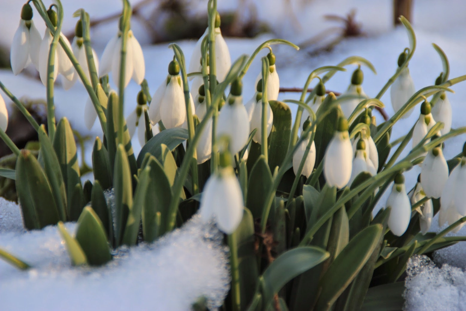 Îngrijirea corectă a ghioceilor în luna februarie poate tripla numărul florilor