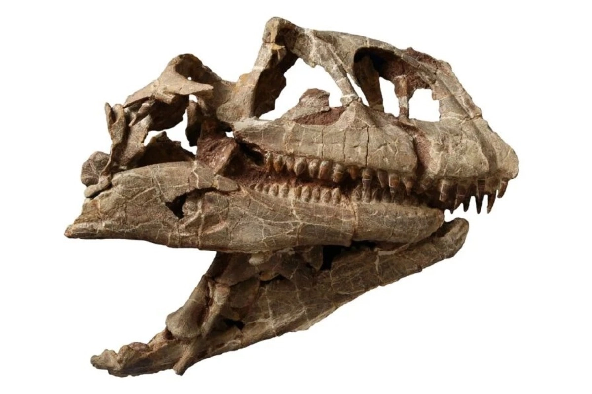 Franţa returnează Mongoliei fosila unui dinozaur rudă cu T-Rex