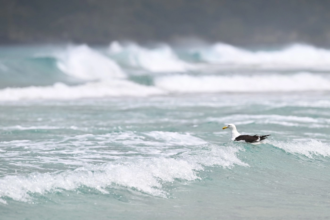 Proiectul "Marea Neagră la plural - Compoziţii pentru ochiul sonor" a câştigat Concursul naţional pentru a reprezenta România la Bienala de Artă Veneţia 2026