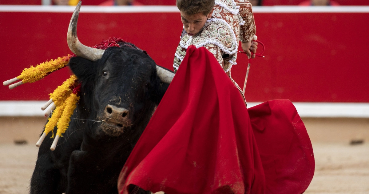 Un fost matador a fost rănit mortal de un taur înaintea unei coride inspirate de Picasso