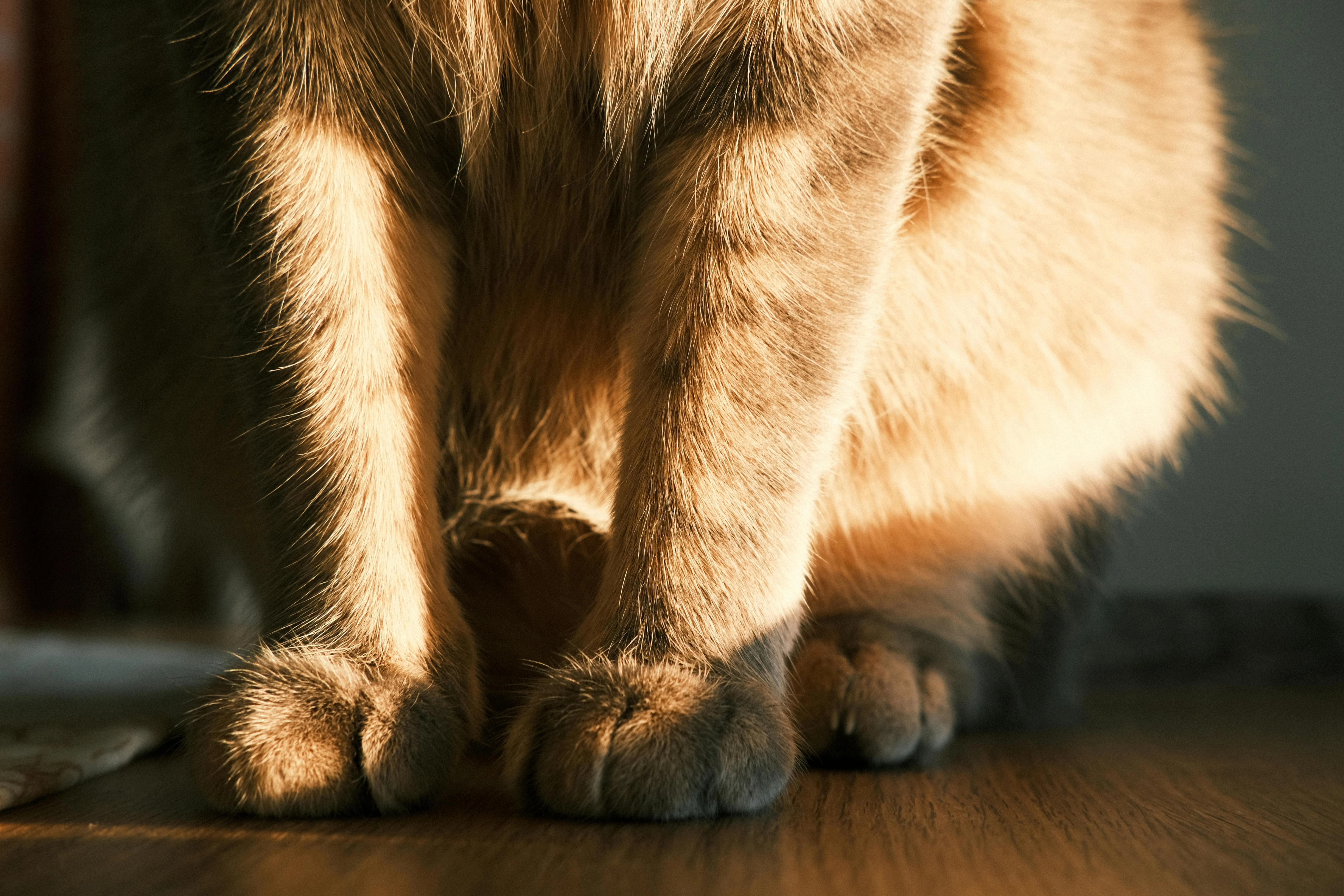 FOTO Doi șerpi, descoperiți într-o locuință din Mehedinți – Pisica a dat alarma