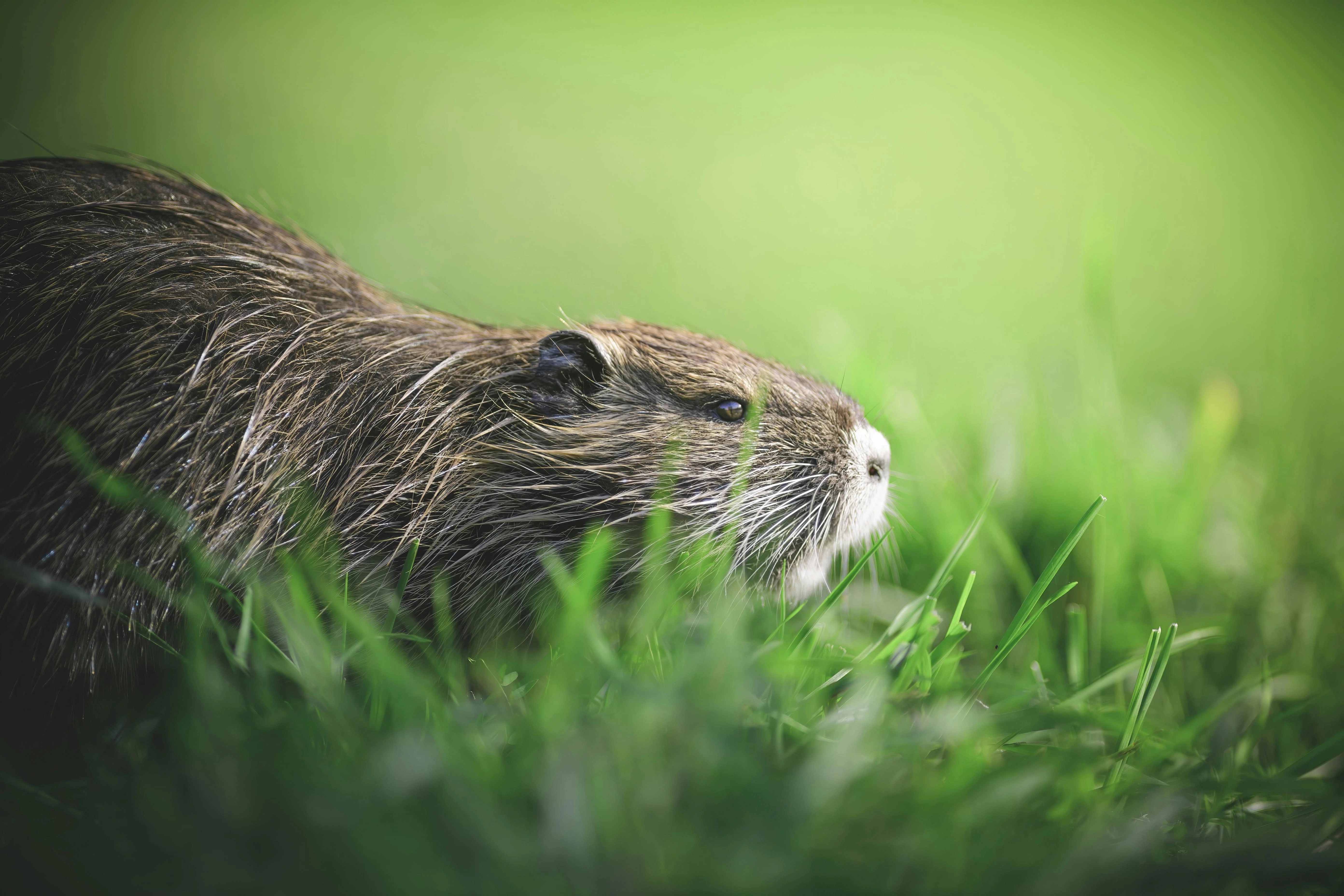 VIDEO Primul castor sălbatic văzut după 400 de ani: "Nimeni nu ştie de unde a venit"