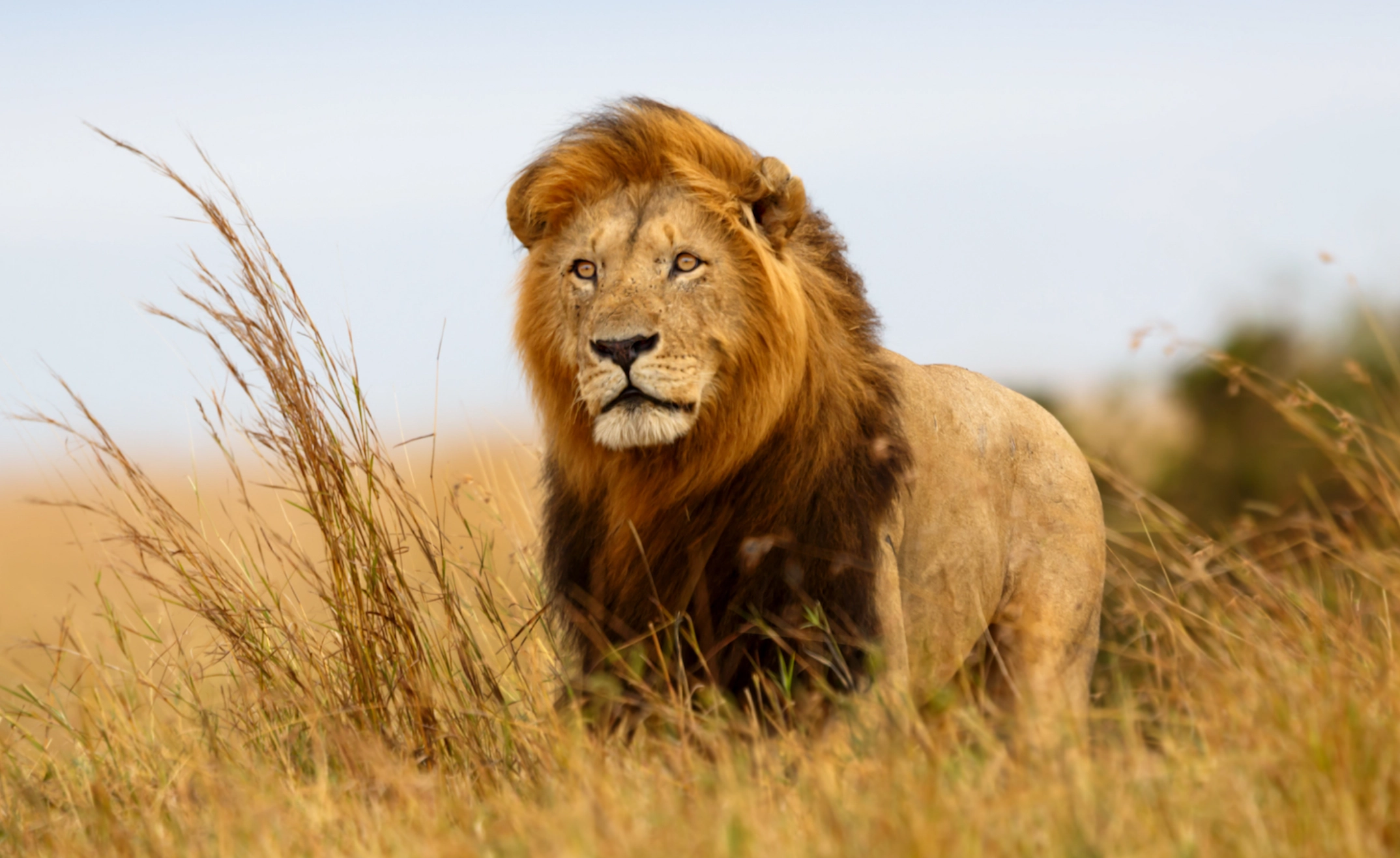 Devorat de lei - Greșeala făcută de un îngrijitor de la o grădină zoologică