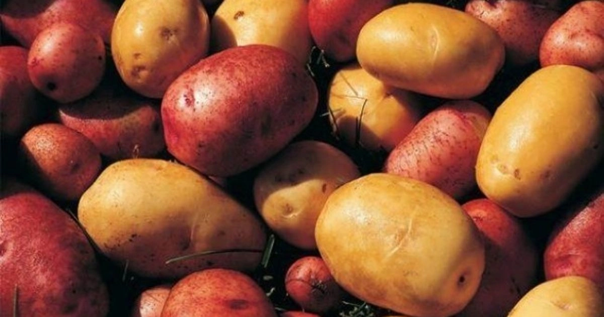 An dificil pentru producătorii de cartofi: recolte slabe şi preţuri mici