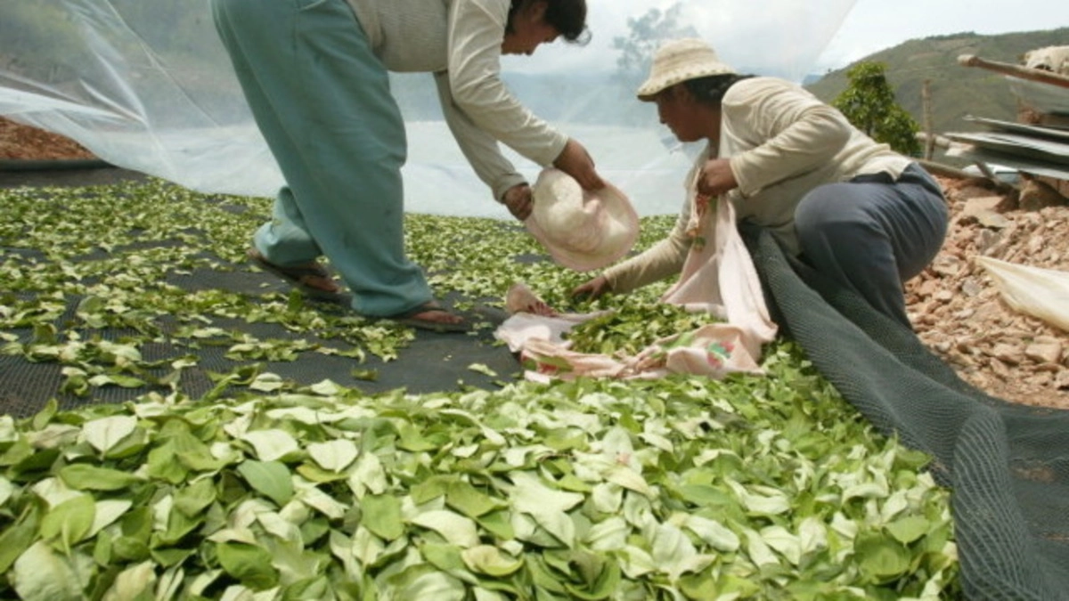 Culturile de coca au crescut cu 10% în 2024 în Bolivia