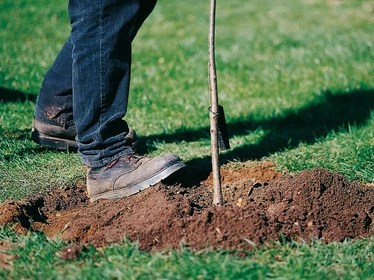 Acțiune comună de împădurire pe ambele maluri ale Prutului, desfășurată simultan de către Republica Moldova şi România