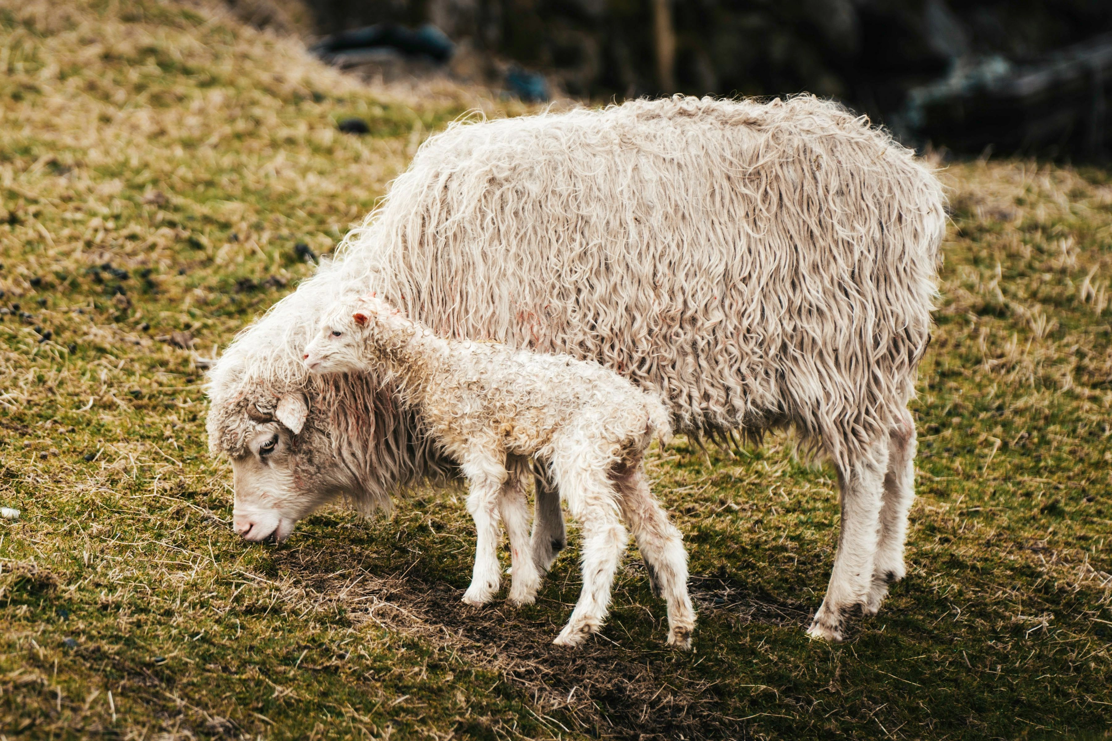 APIA a plătit peste 2,5 milioane lei sprijin pentru crescătorii de animale