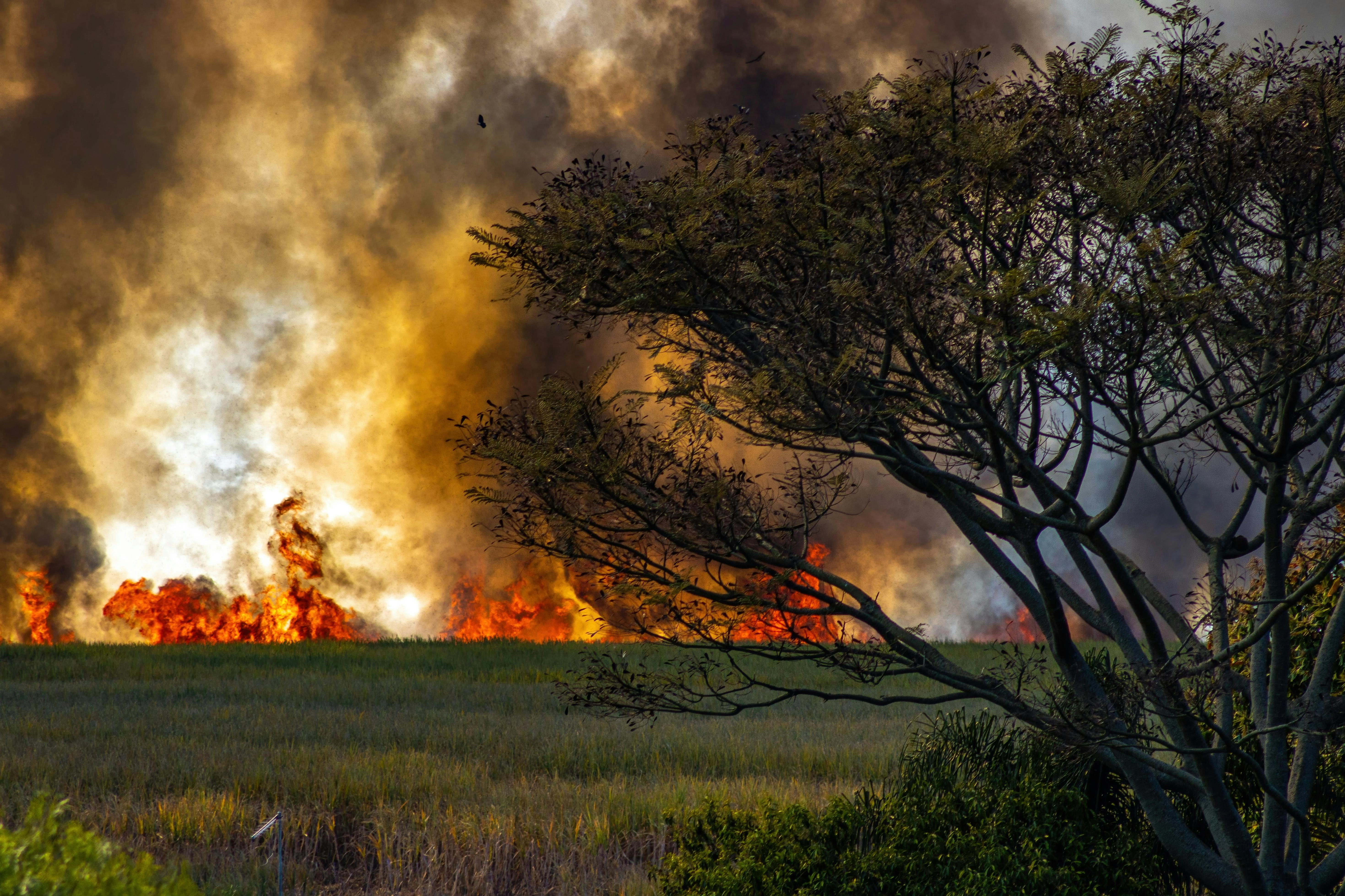 Incendiu de vegetaţie într-o pădure din Maramureș, lângă un punct turistic