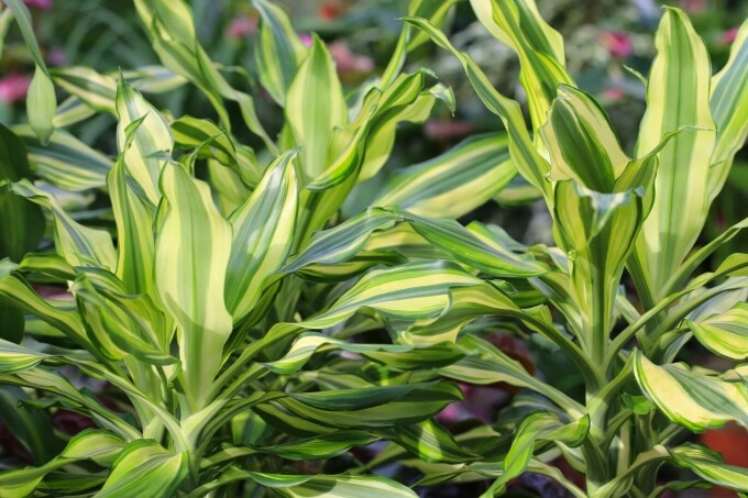 Mecanismul prin care plantele recunosc bacteriile benefice ar putea reduce folosirea îngrășămintelor