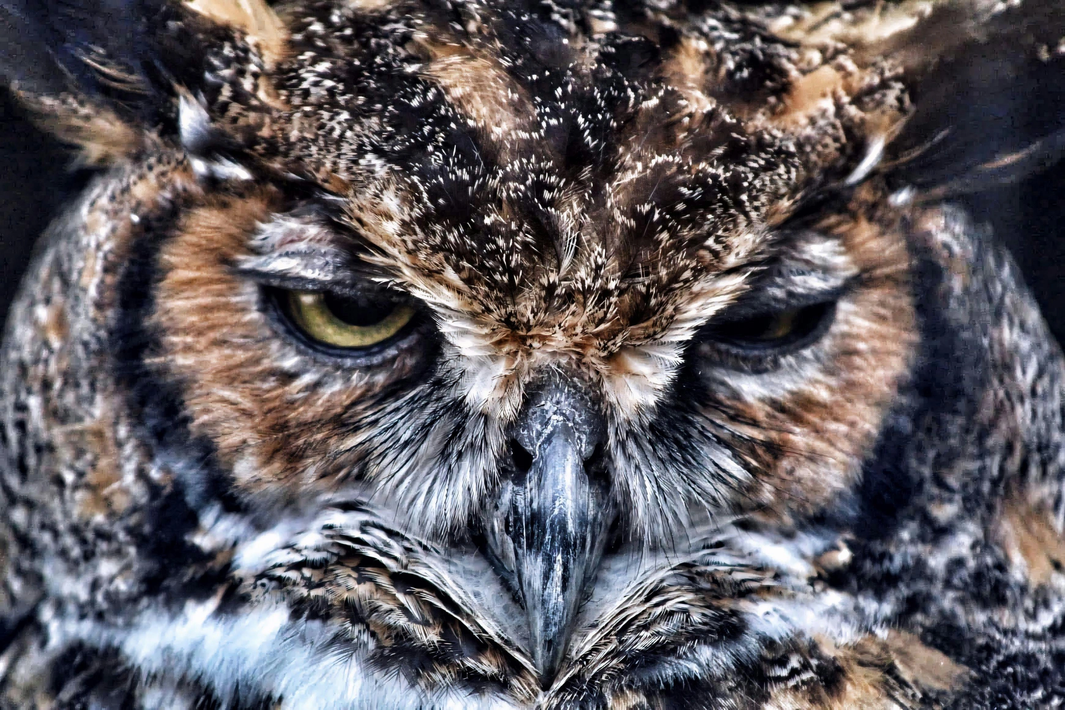 Intervenție inedită în Botoșani: Jandarmii au eliberat o bufniță care a pătruns în bucătăria unui localnic