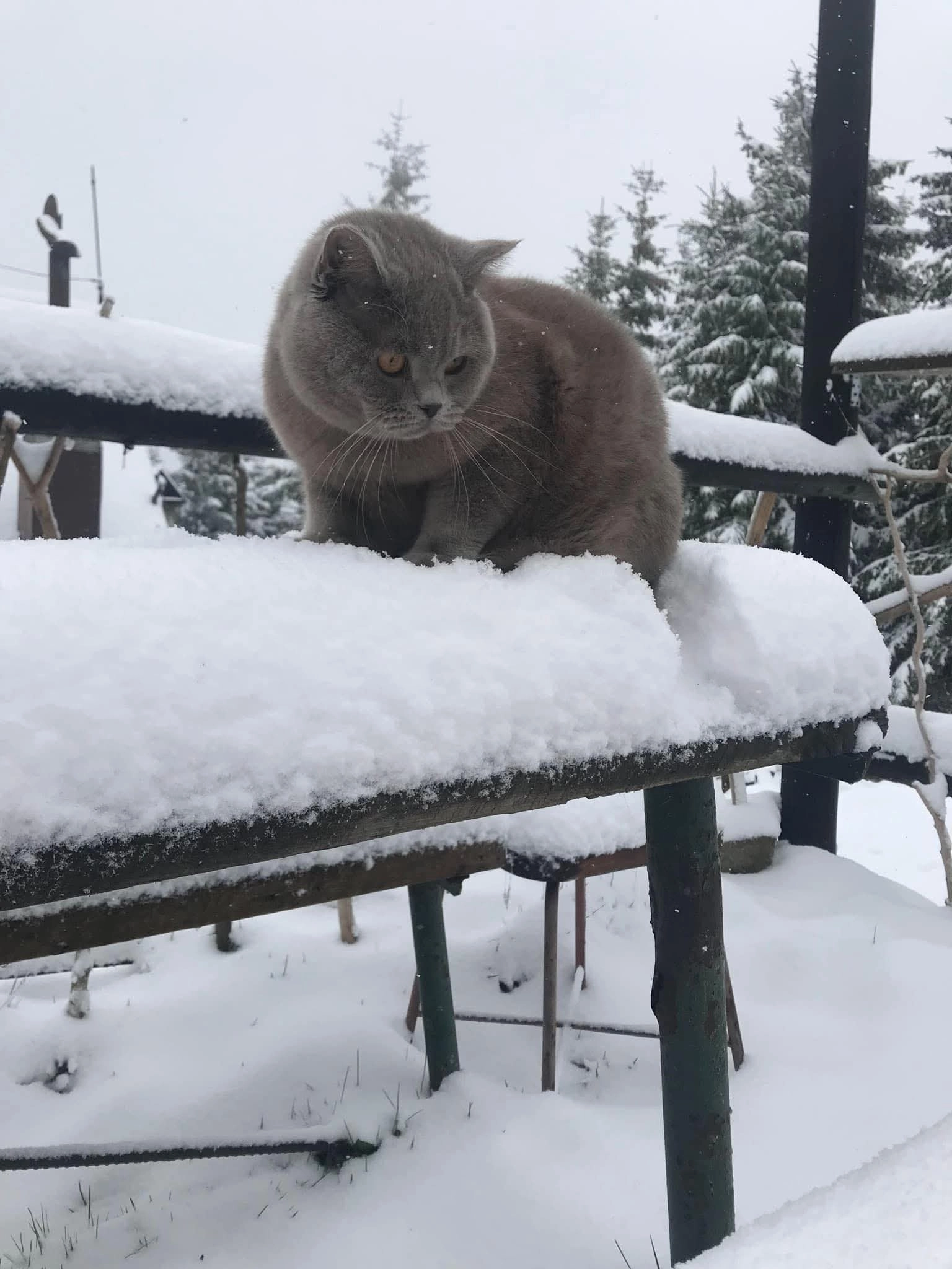 Saivan prăbușit peste animale din cauza nămeților. Mai multe animale au murit