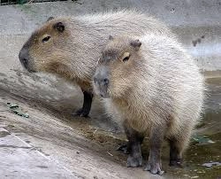 Opt persoane anchetate în Brazilia după ce au bătut un capibara