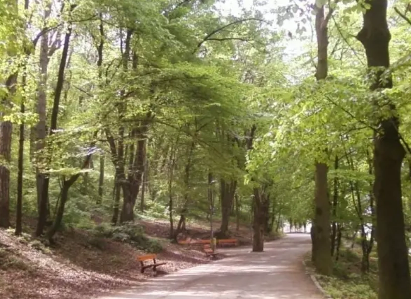 Primăria Brașov verifică arborii cu tomografii: zeci de copaci prezintă risc de cădere