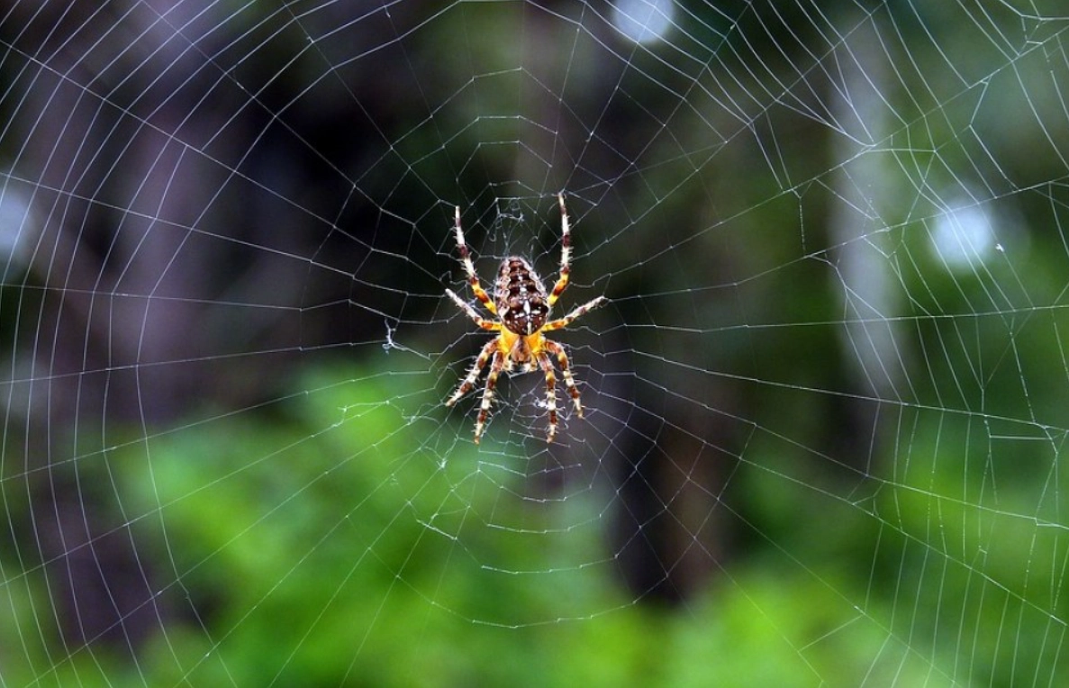 Păianjenul care a pus pe jar o importantă destinație turistică - A fost lansat un avertisment public