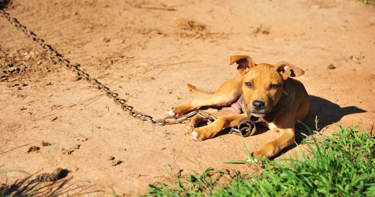 Câinele din curte trebuie tratat corespunzător: lungimea lanțului și dimensiunea cuștii pot atrage amenzi pentru proprietari