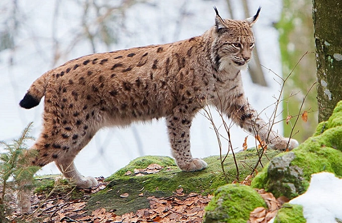 VIDEO Râs surprins de o cameră de monitorizare în timp ce îşi inspectează teritoriul în Parcul Naţional Defileul Jiului