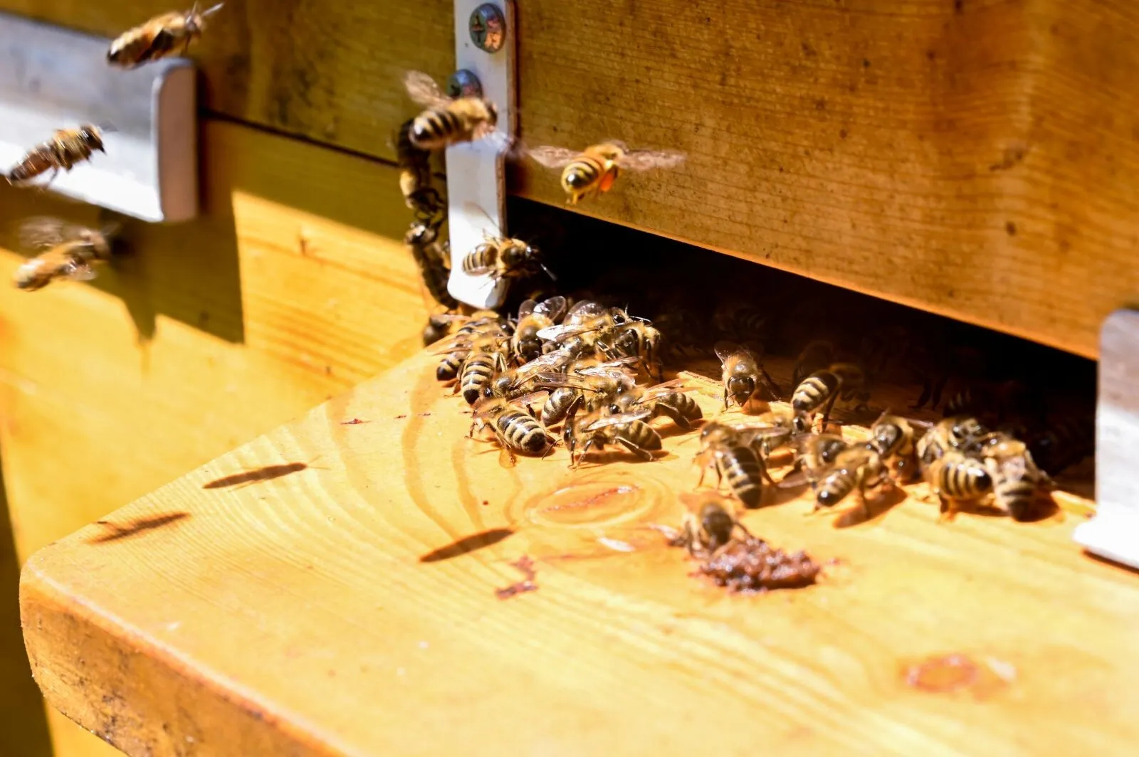 Buduroaiele folosite de pe vremea dacilor, prezentate de un Tezaur Uman Viu la Muzeul Etnografic din Reghin