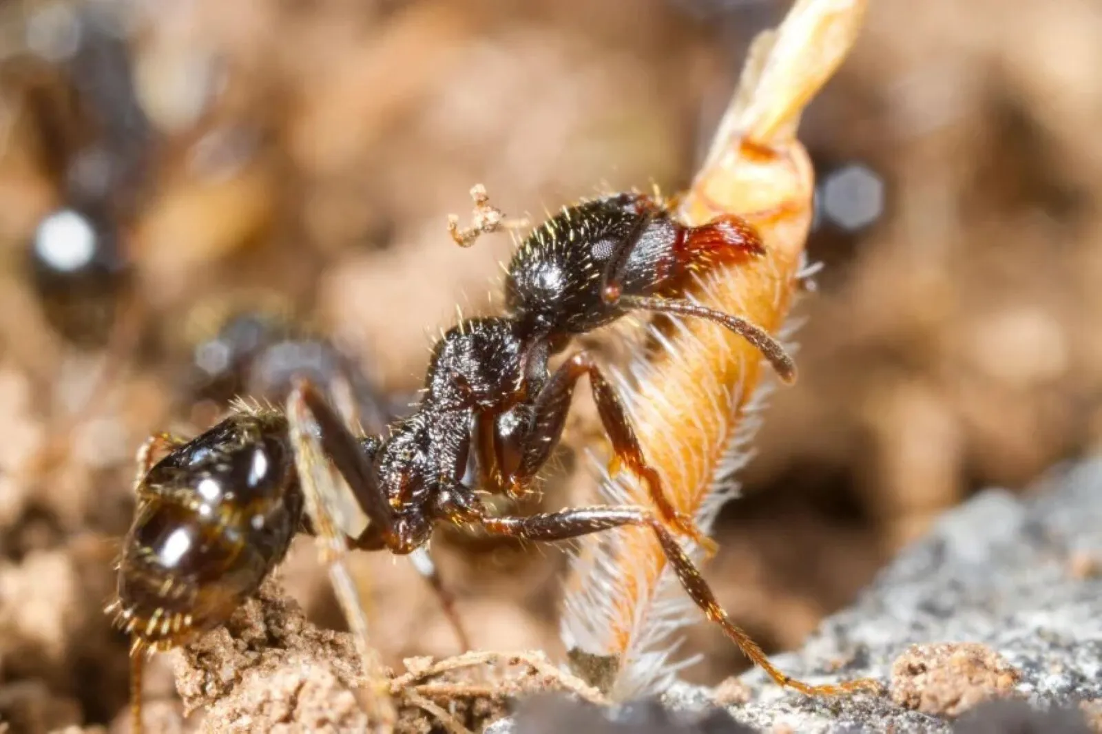 VIDEO Descoperire uimitoare: o specie de furnici poate produce ouă care dau naștere la două specii diferite