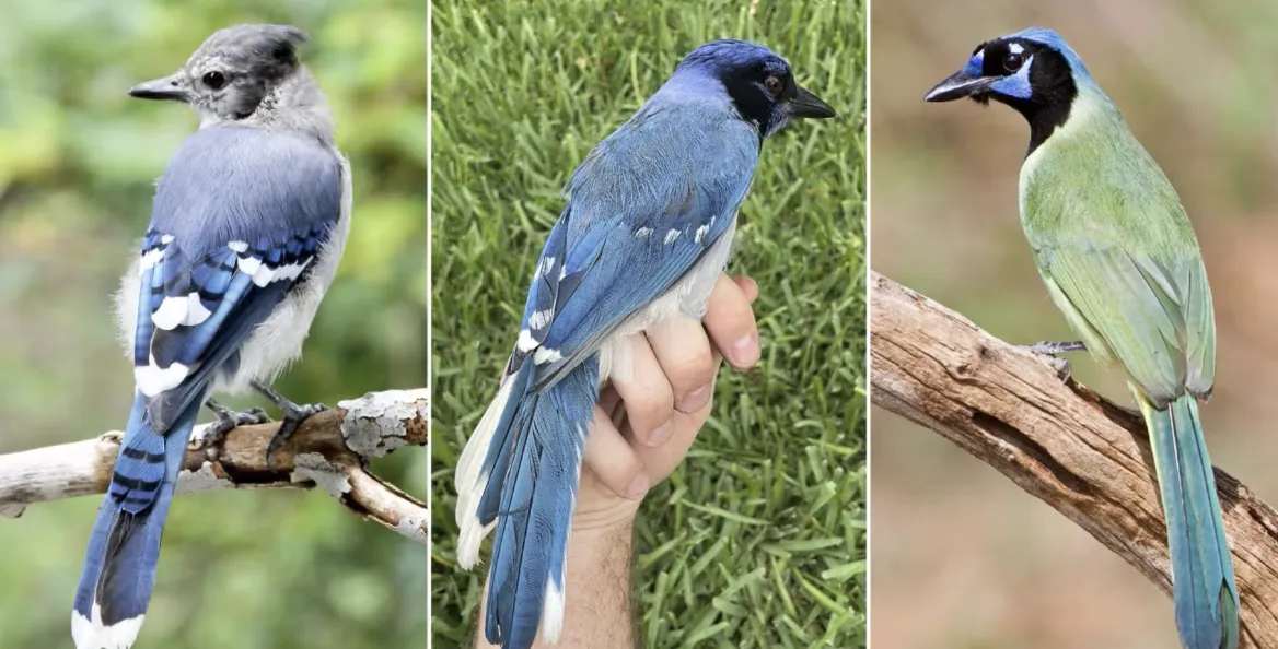 Hibrid neobișnuit de gaiță descoperit în Texas: Combinație între specia albastră și cea verde