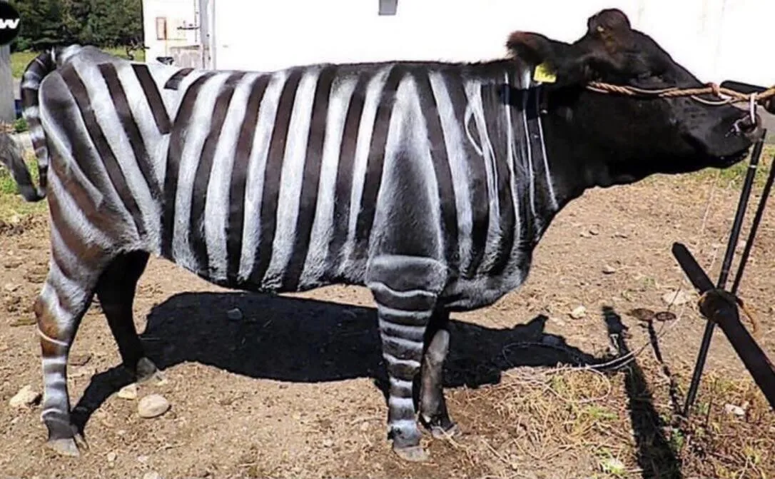 Motivul bizar pentru care cercetătorii au vopsit vaci în dungi de zebră. Mai mult, au fost și premiați