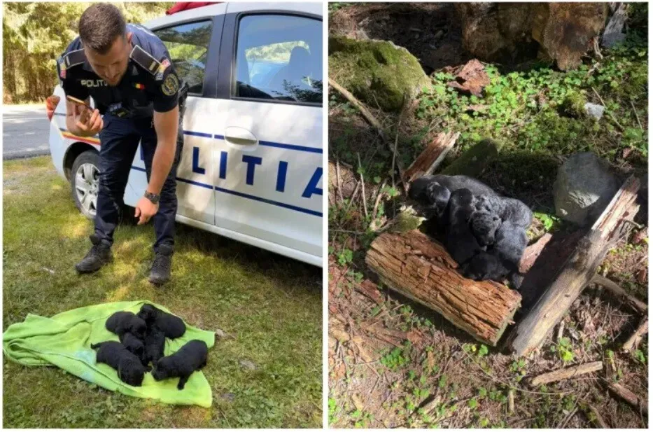 FOTO Șase pui de câine aruncați în prăpastie într-un sac înnodat au supraviețuit ca prin minune. Polițiștii sunt pe urmele făptașului